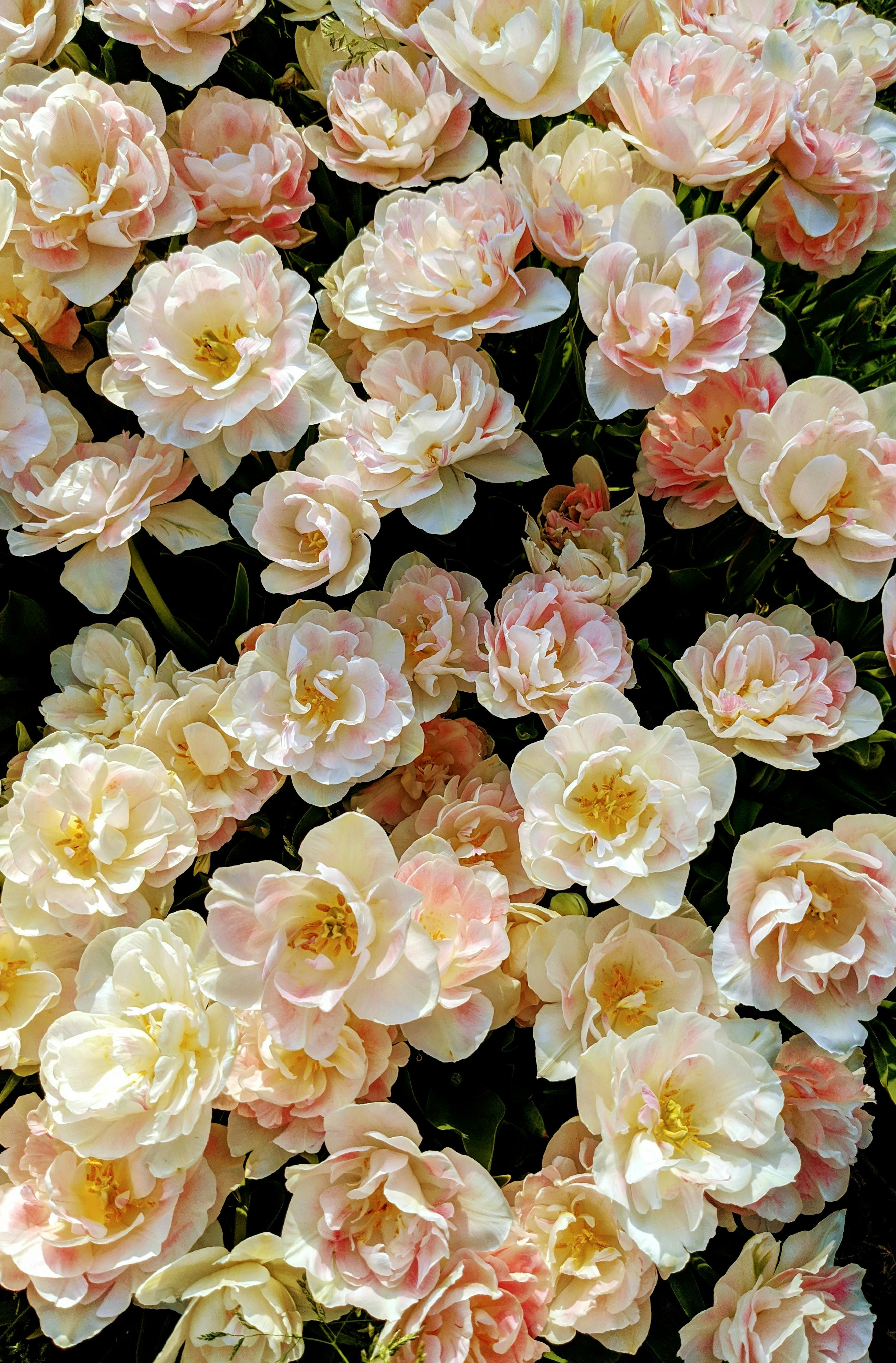 A lush field of delicate peonies in soft pastel shades, perfect for spring themes.
