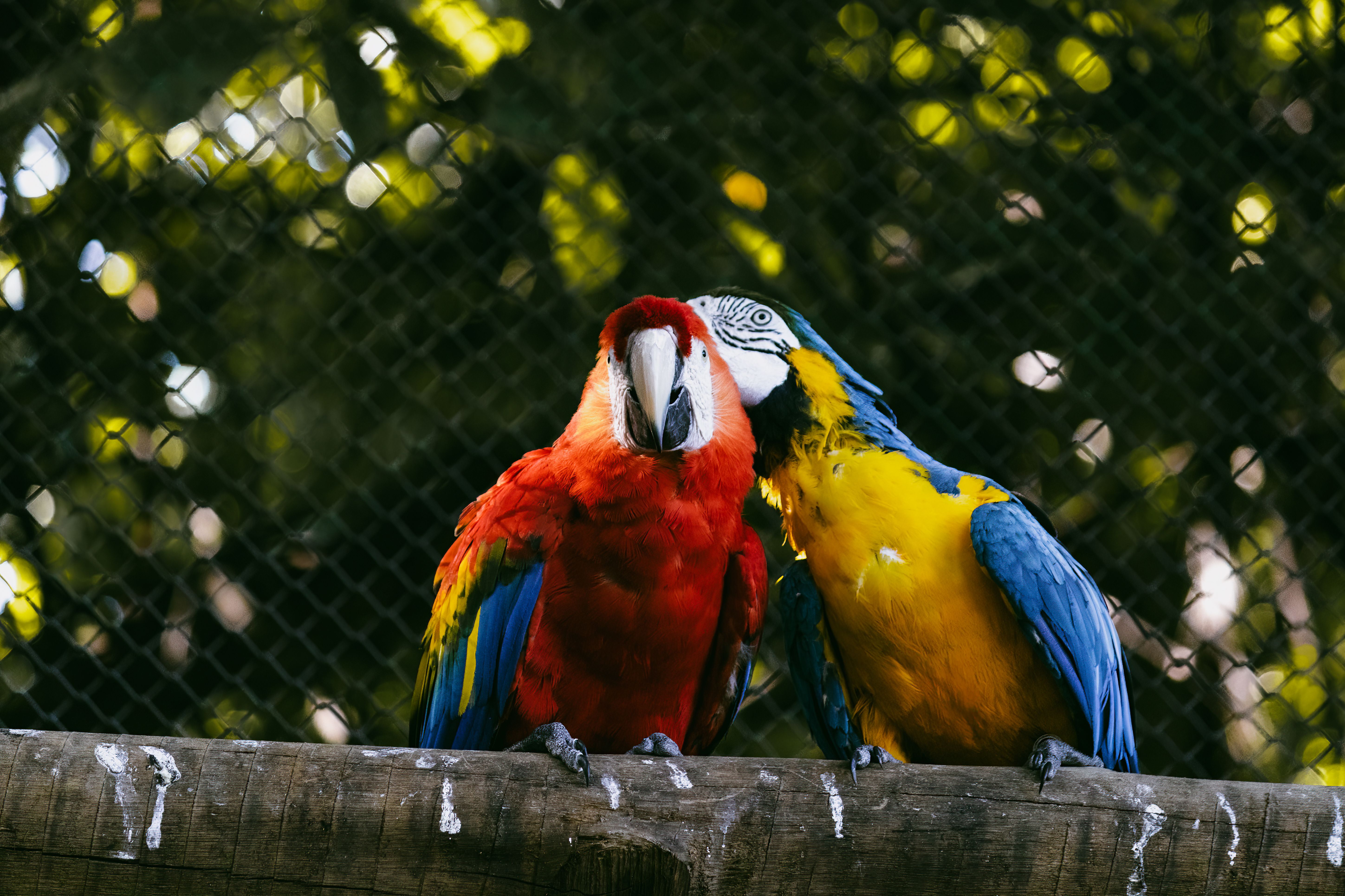 Foto profissional gratuita de amantes de animais, animais em cativeiro ...