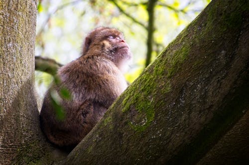 A monkey sitting in a tree with its eyes closed