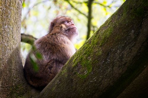 Free A Barbary macaque relaxes peacefully on a tree branch in a lush forest setting. Stock Photo