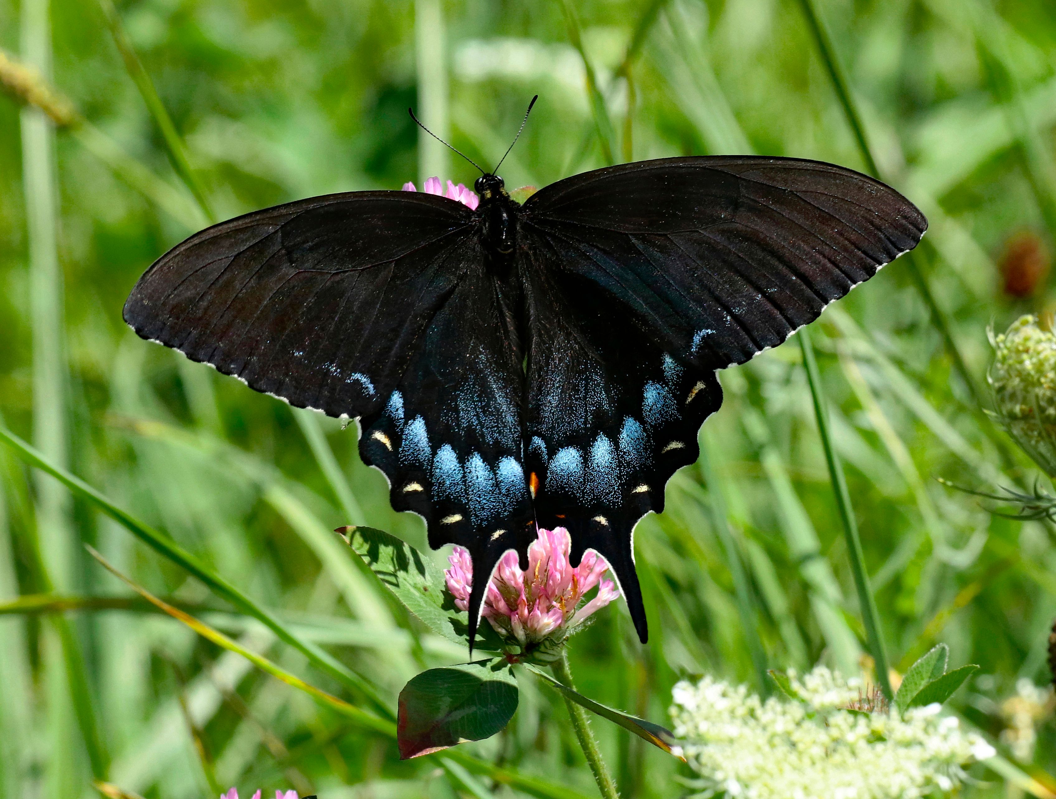 Eastern Tiger Swallowtail (Papilio glaucus), female, dark color form ...