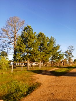 Tranquil rural landscape with a dirt pathway and lush green trees under a clear blue sky.
