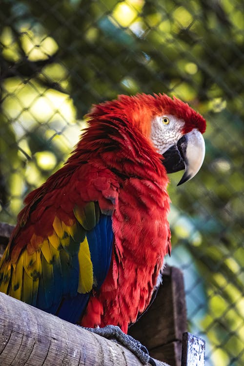 A red and yellow parrot sitting on a wooden perch