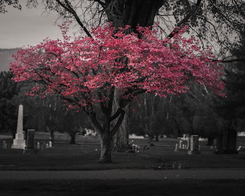 Free stock photo of selective color, tree