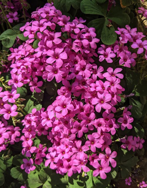 A plant with purple flowers in the middle of a green bush