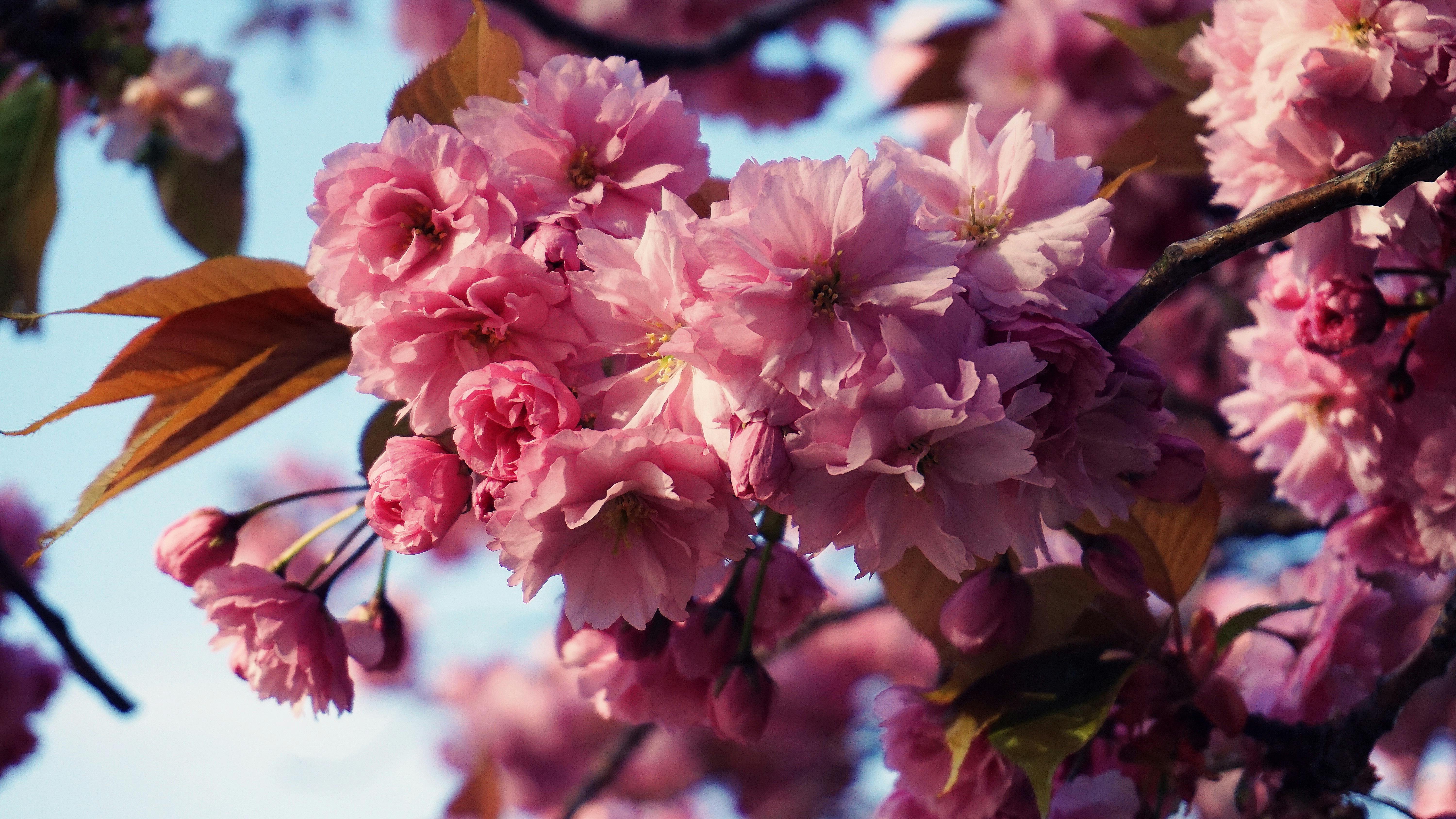 Free stock photo of blossom, cherry blossom, closeup