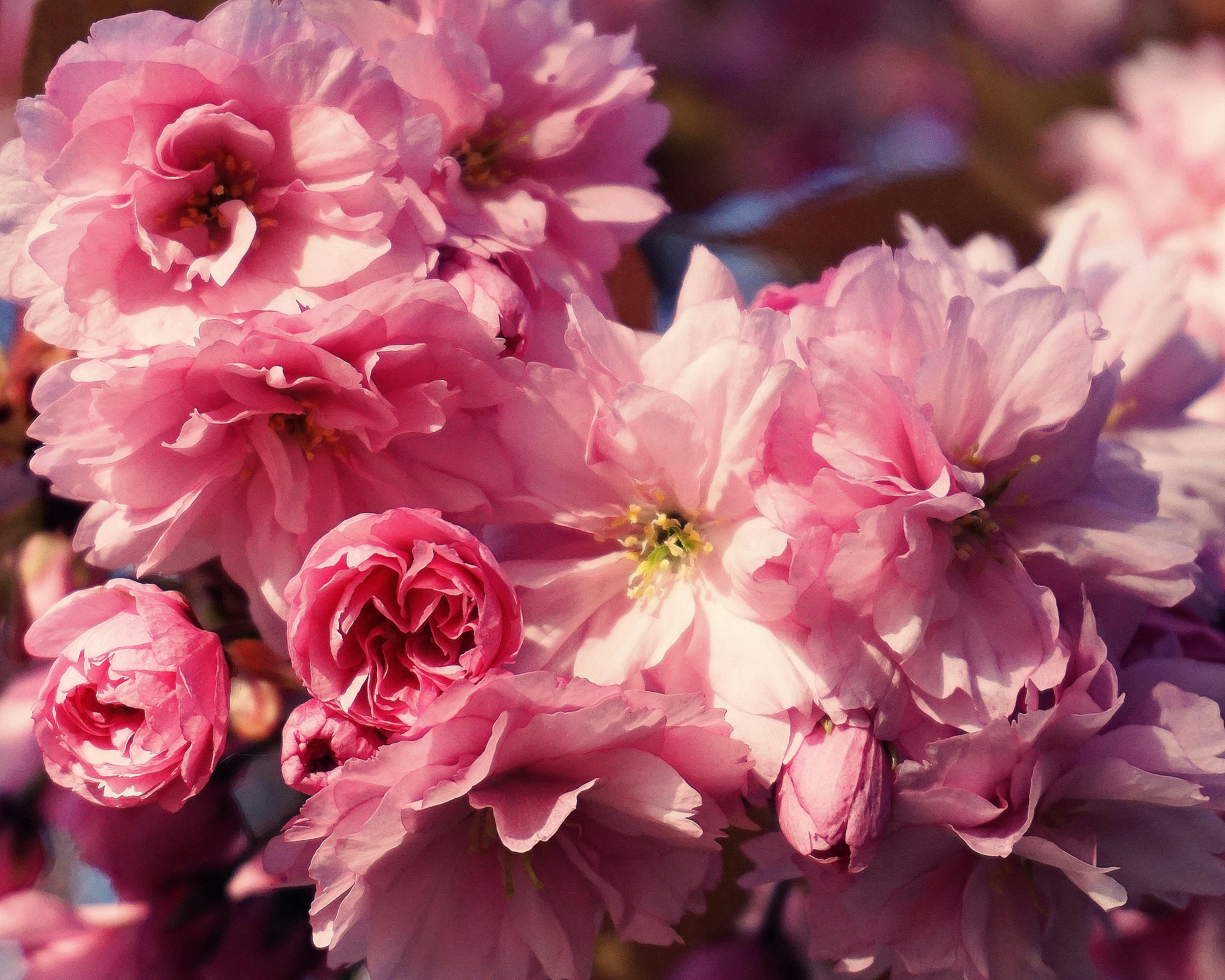 Free stock photo of blossom, cherry blossom, close up