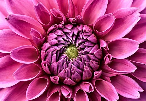 A high-resolution close-up of a blooming pink dahlia flower showcasing its intricate petal details.
