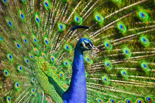 Blue And Green Peacock