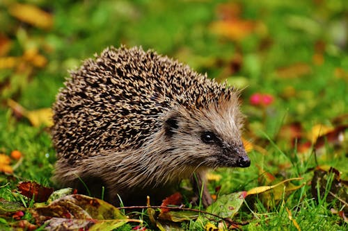 Free Hedgehog On Grass Stock Photo