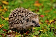 秋天草地上可爱的刺猬，一张完美的野生动物特写
