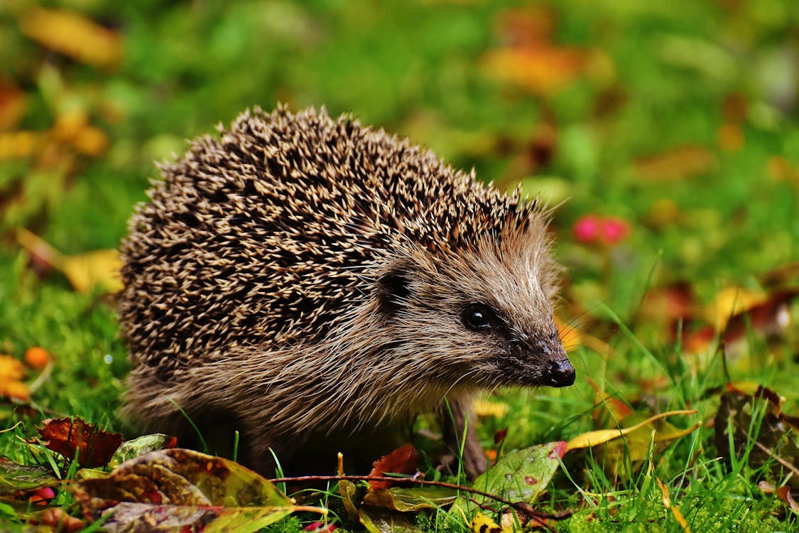 Free Adorable hedgehog in autumn grass, perfect wildlife close-up. Stock Photo