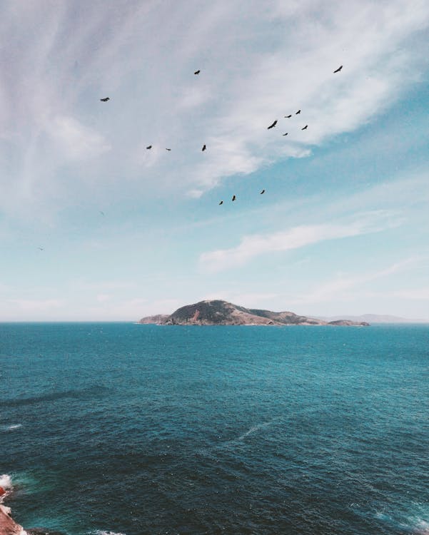 Flock of Birds Flying over Islet