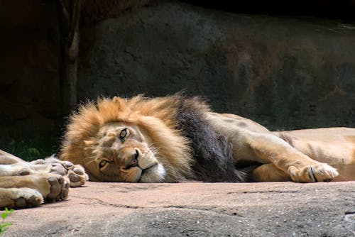 A Lion's Leisure
