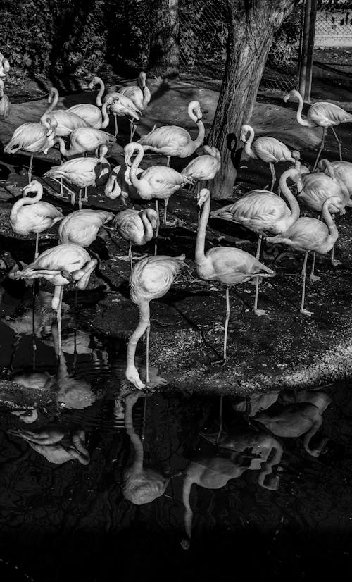 Black and white photo of flamingos in a pond