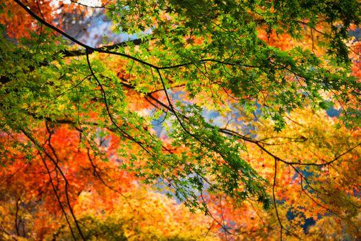 Captivating autumn foliage in Yamagata, Japan showcasing colorful leaves and natural beauty.