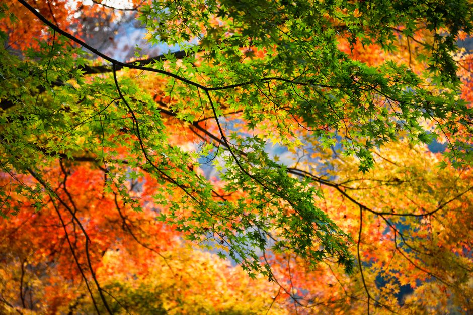 Kyoto Autumn Leaves 2026: Best Spots & Timing