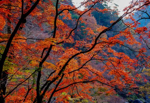 Capture of vibrant autumn foliage with rich orange hues in Yamanashi, Japan.