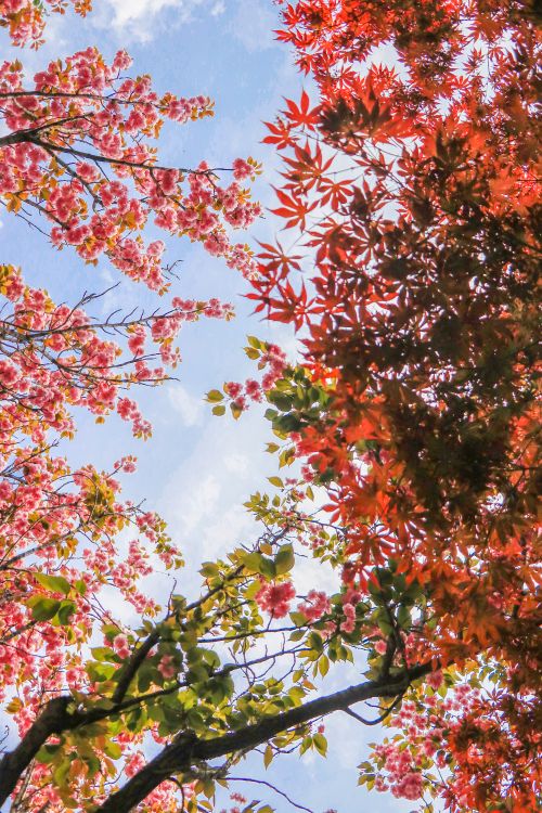 Free Colorful autumn leaves in a park with blue sky view, showcasing season's beauty. Stock Photo