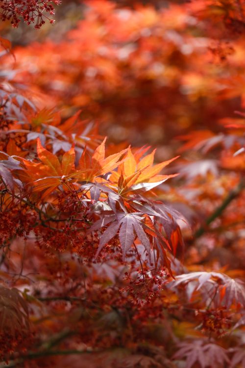 Free Close-up of vibrant orange Japanese maple leaves with autumnal hues in a park setting. Stock Photo
