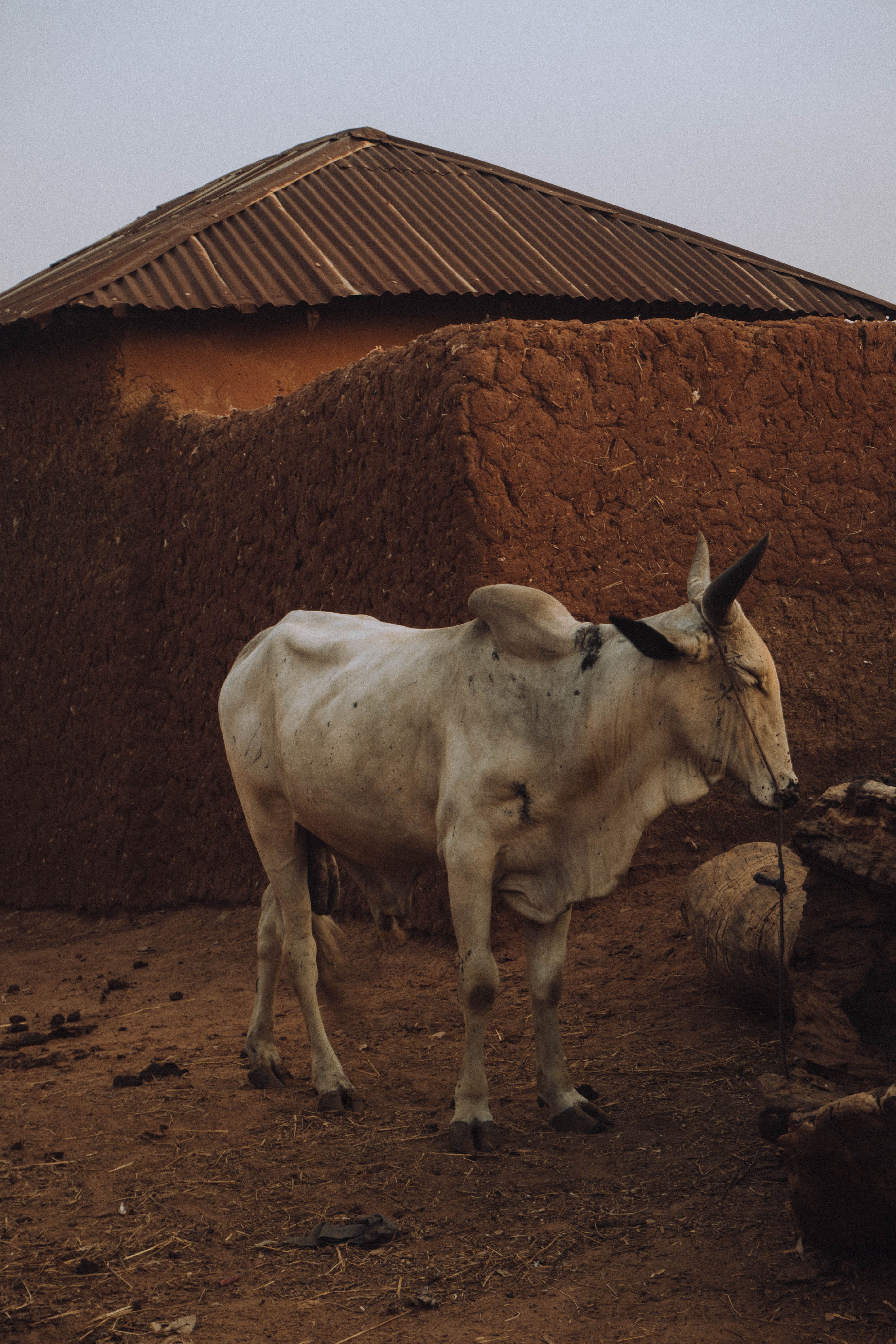 Tribal village Gujarat