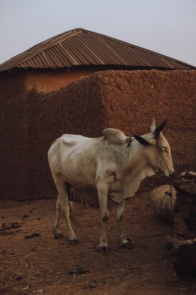 Tribal village Gujarat