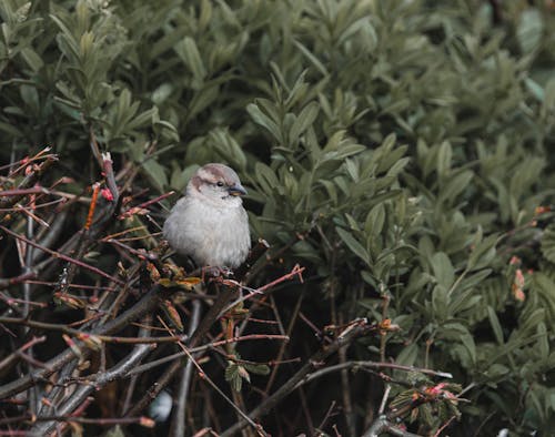 Old World sparrows