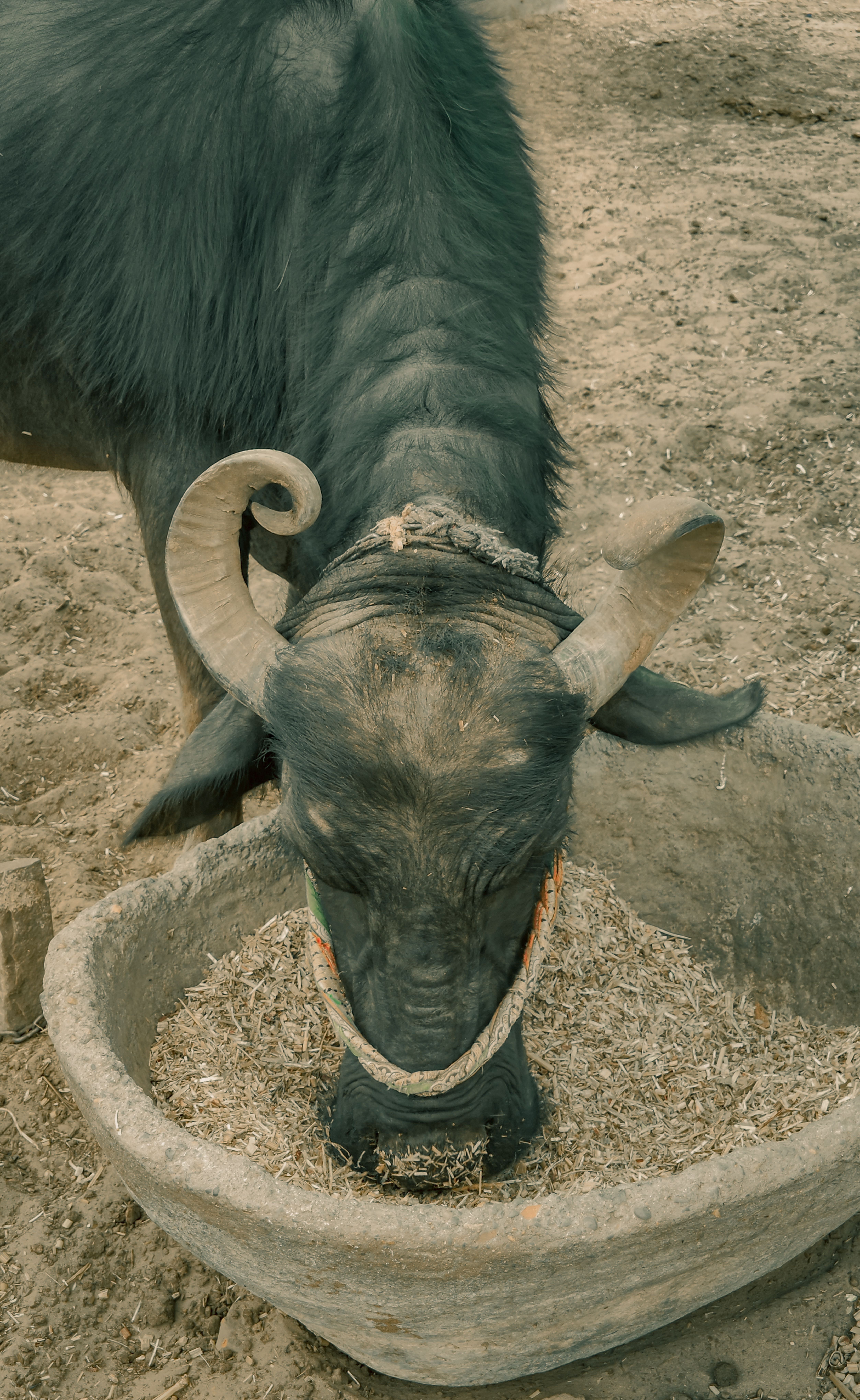 Murrah Buffalo Eating Grain on Farm · Free Stock Photo