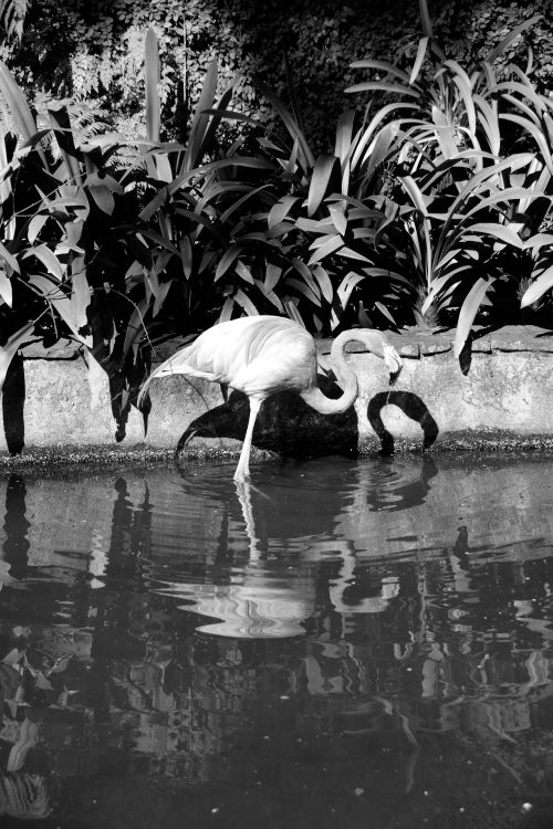 Free Black and white photo of a greater flamingo wading in a pond at Monte Palace, Funchal, Madeira, Portugal. Stock Photo
