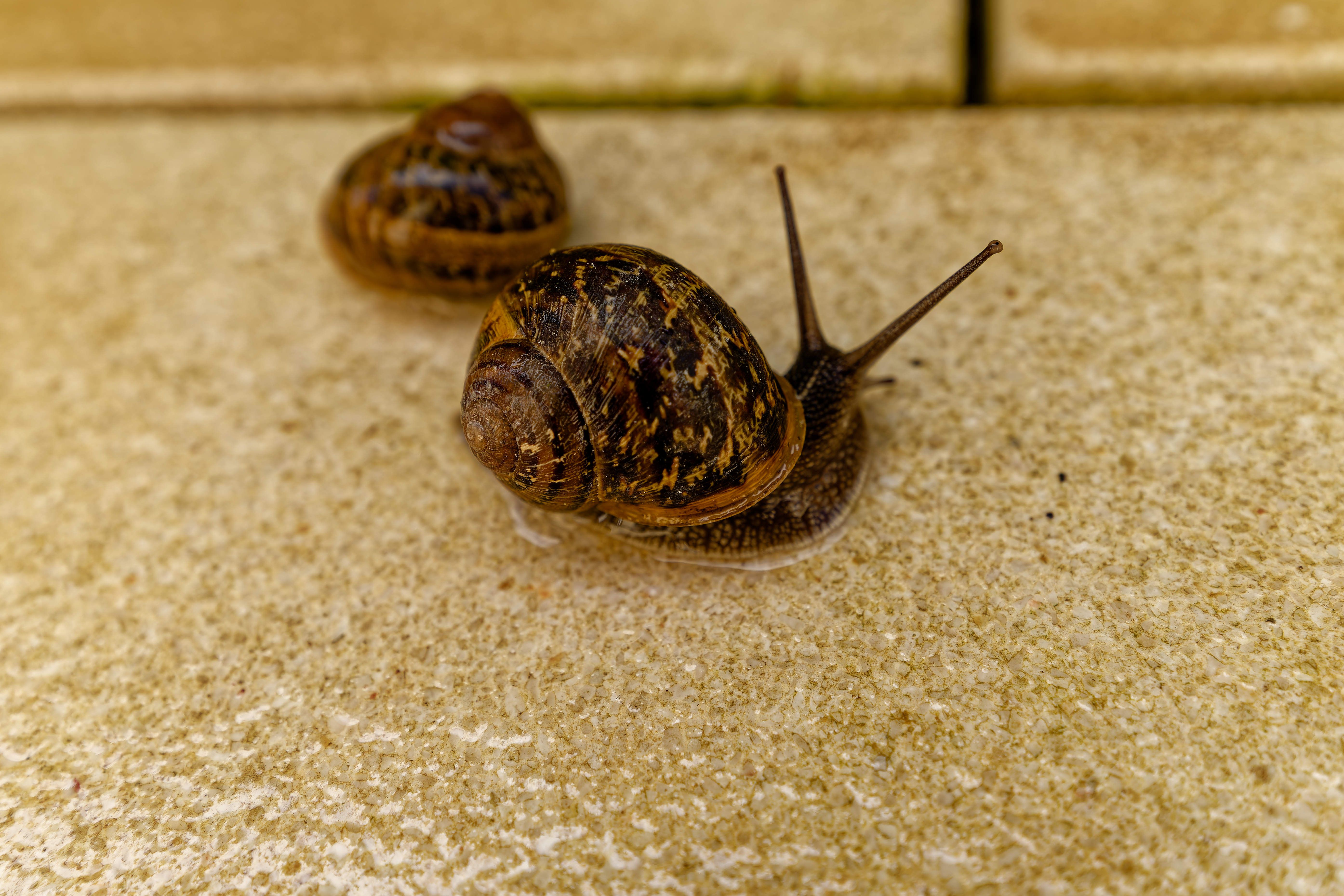 Two garden snails with patterned shells on a textured stone surface outdoors — Photo by Sabine Freiberger on Pexels