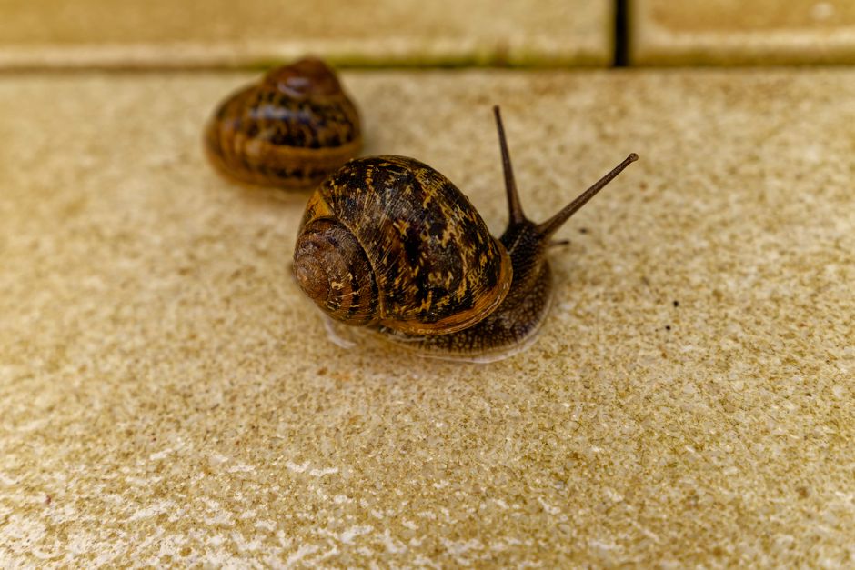 Two garden snails with patterned shells on a textured stone surface outdoors — Photo by Sabine Freiberger on Pexels