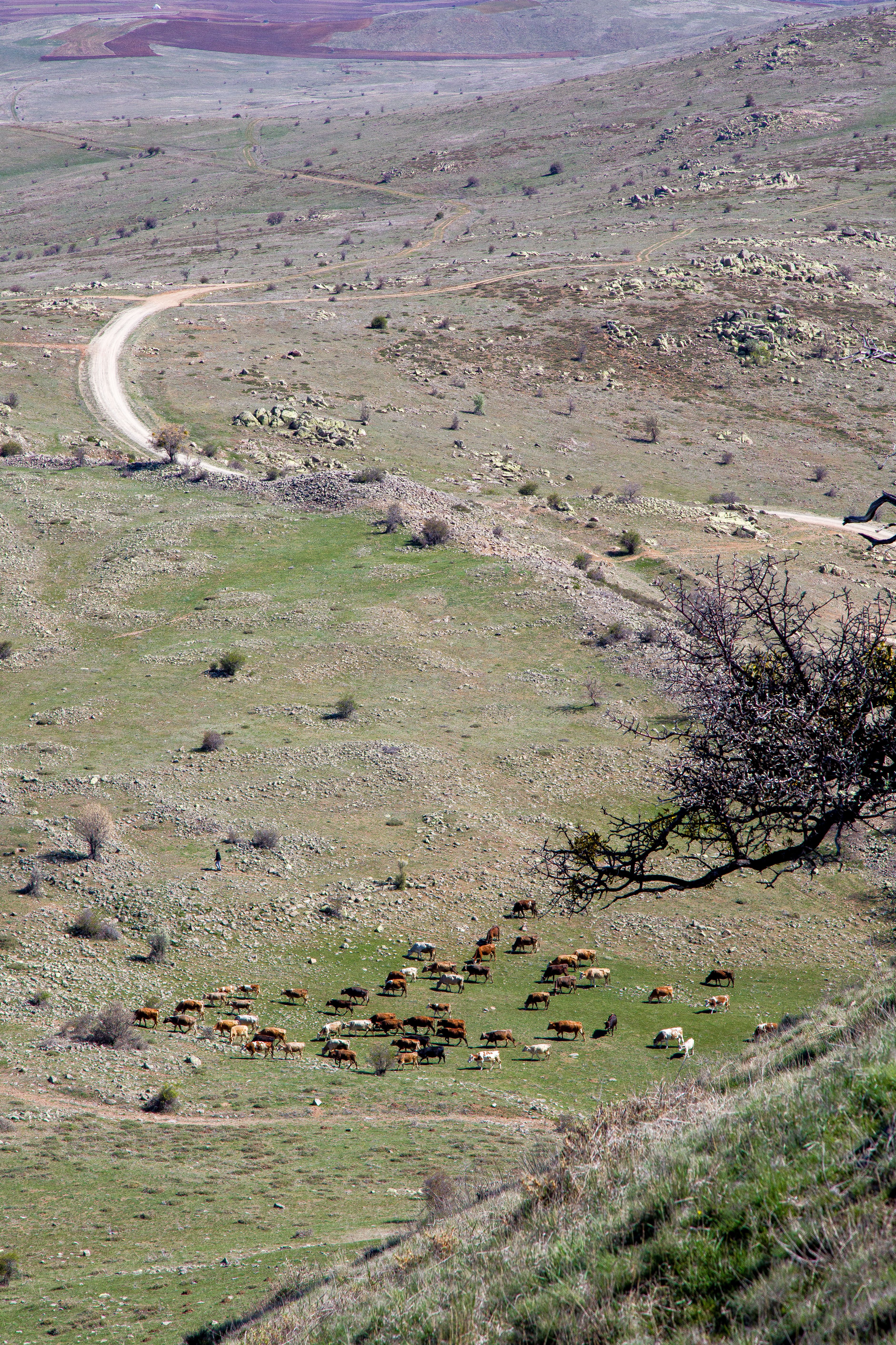 A herd of cattle grazing in a grassy field · Free Stock Photo