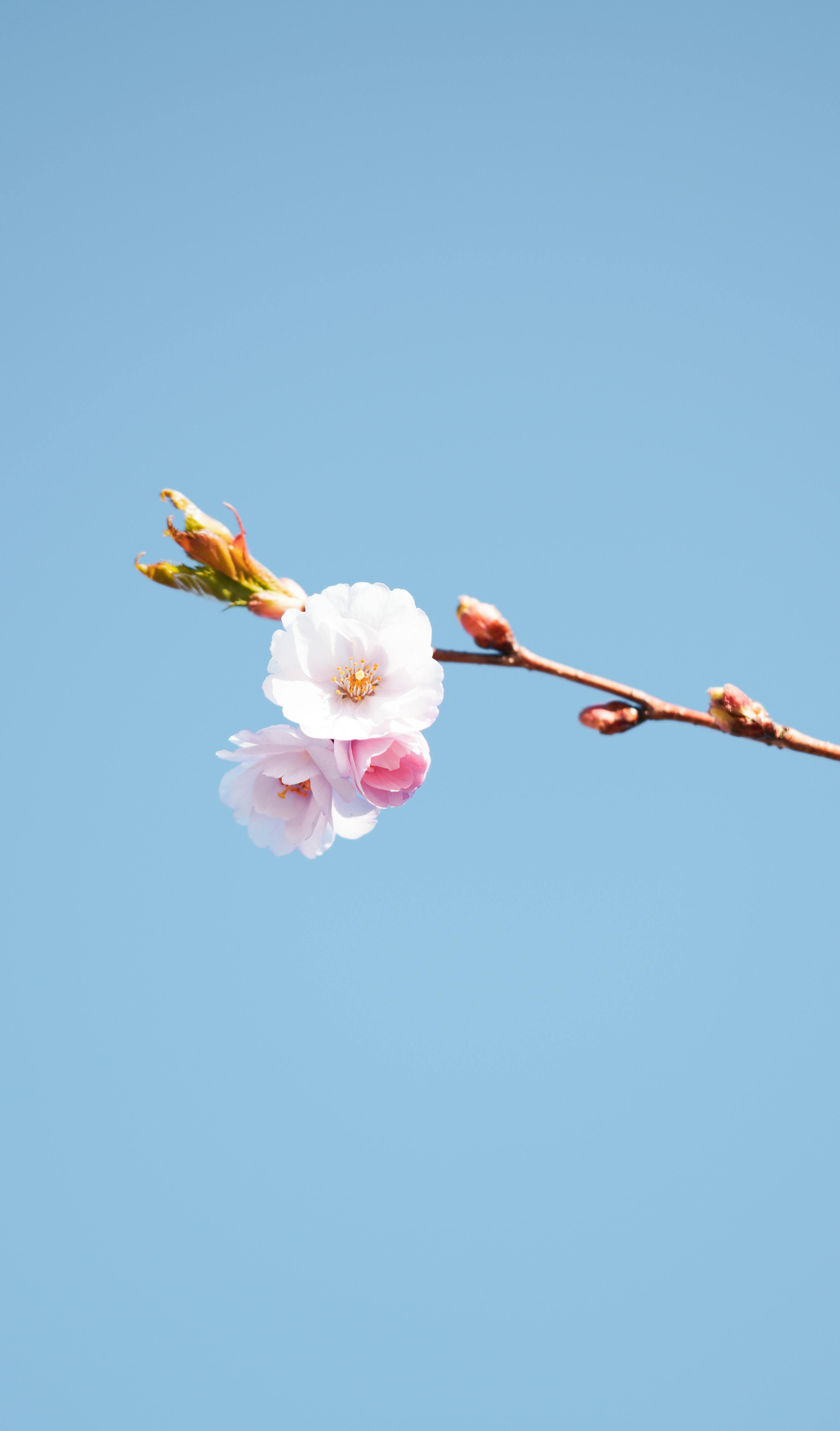 Delicate cherry blossoms blooming on a branch with a clear blue sky background during spring.