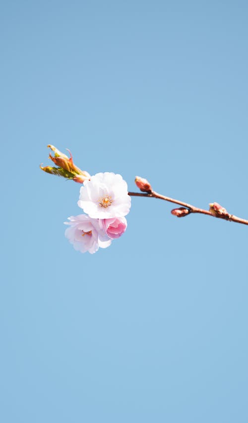 A single flower on a branch against a blue sky