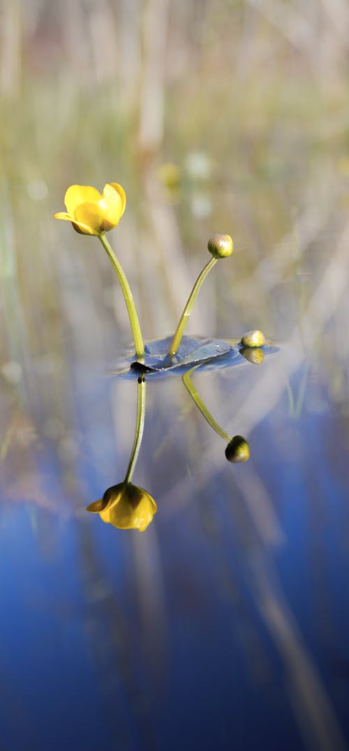 A yellow flower floating in the water with a blue sky
