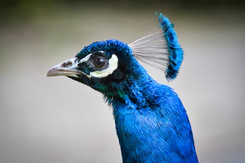 A close up of a blue peacock with a head full of feathers