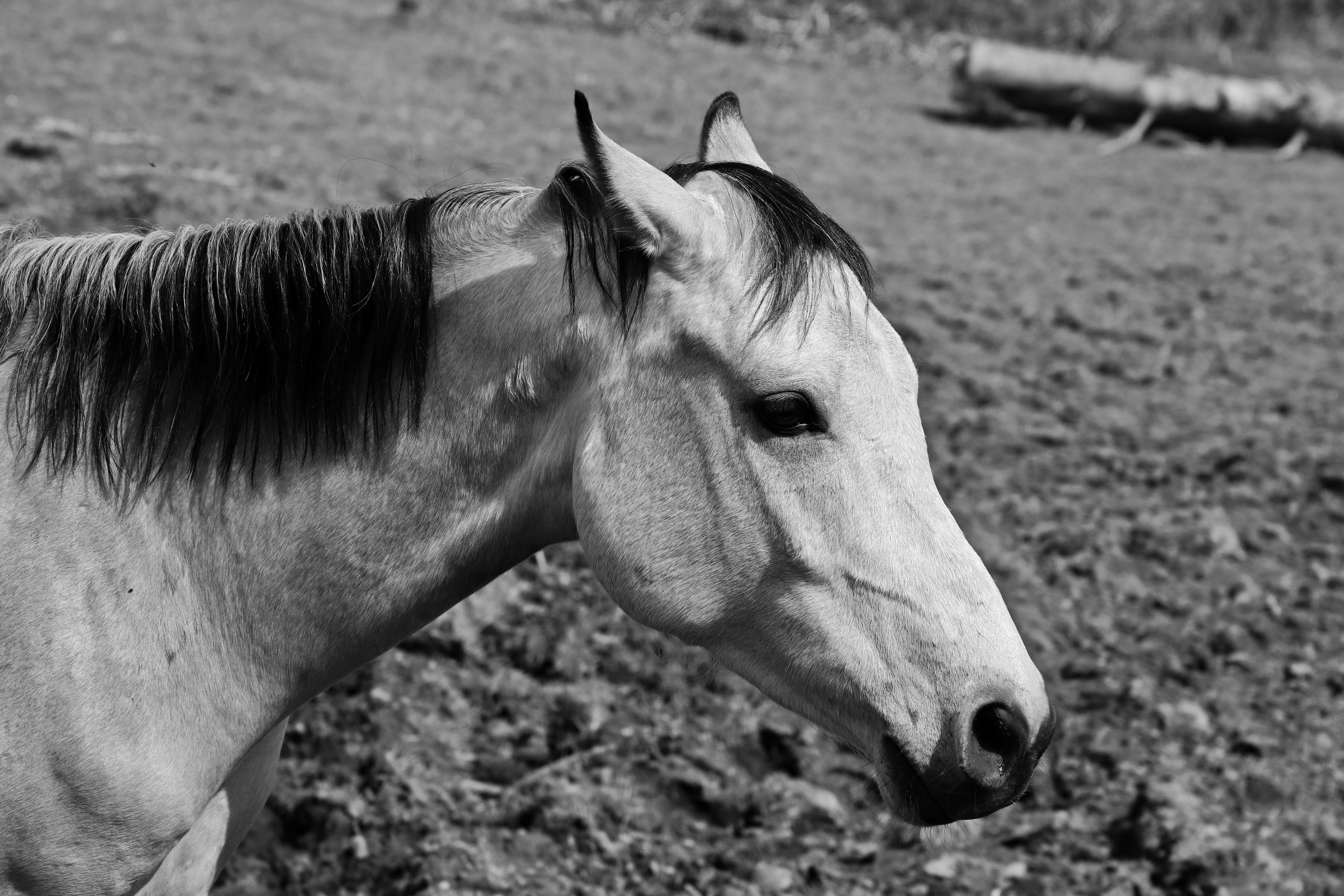 Veterinary care for a horse