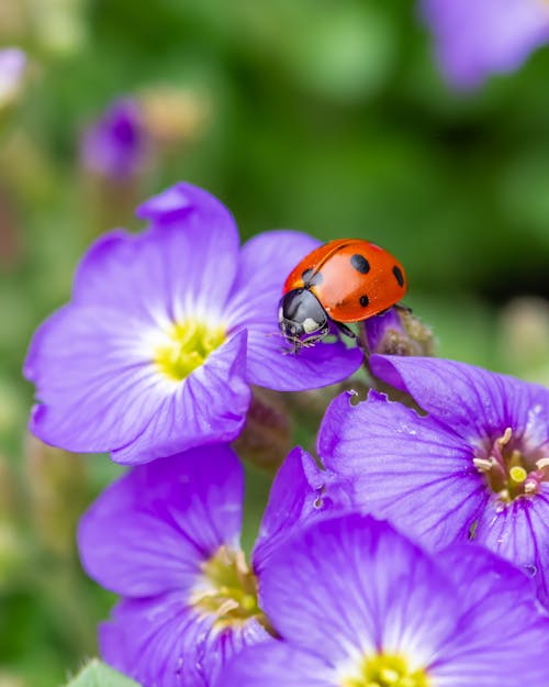 A ladybug is sitting on top of purple flowers