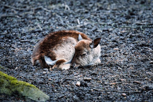 A small animal is curled up in the dirt