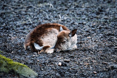 Free A young deer peacefully sleeping on a forest floor, capturing a serene wildlife moment. Stock Photo