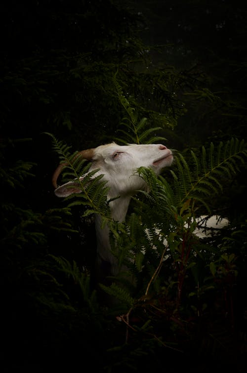 A goat is in the woods with ferns