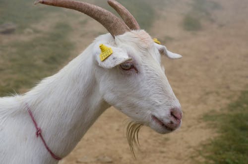 A goat with a yellow tag on its head