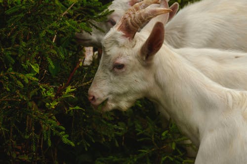 Two goats are eating some green vegetation