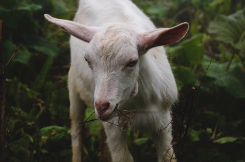A goat is standing in the grass with its head down