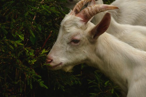 Ingyenes stockfotó állat, állatállomány, állatkert témában