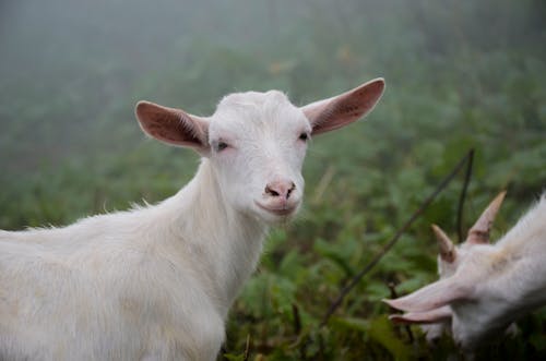 Two goats are standing in the foggy grass