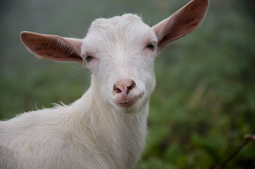 A goat is looking at the camera with its ears up