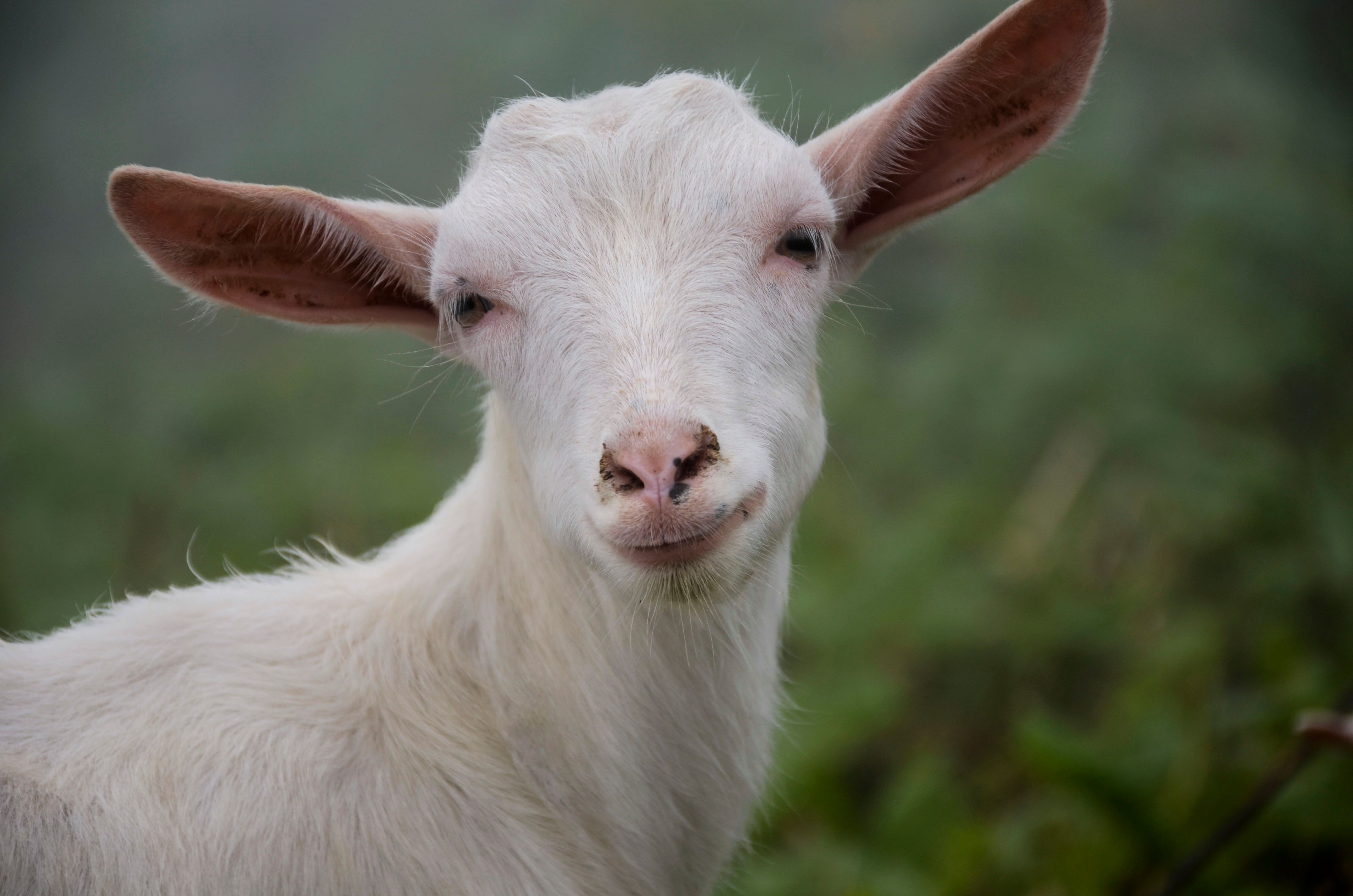 Portrait of a Goat · Free Stock Photo