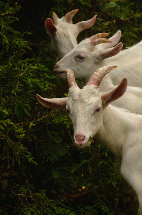 Three goats are standing in a forest