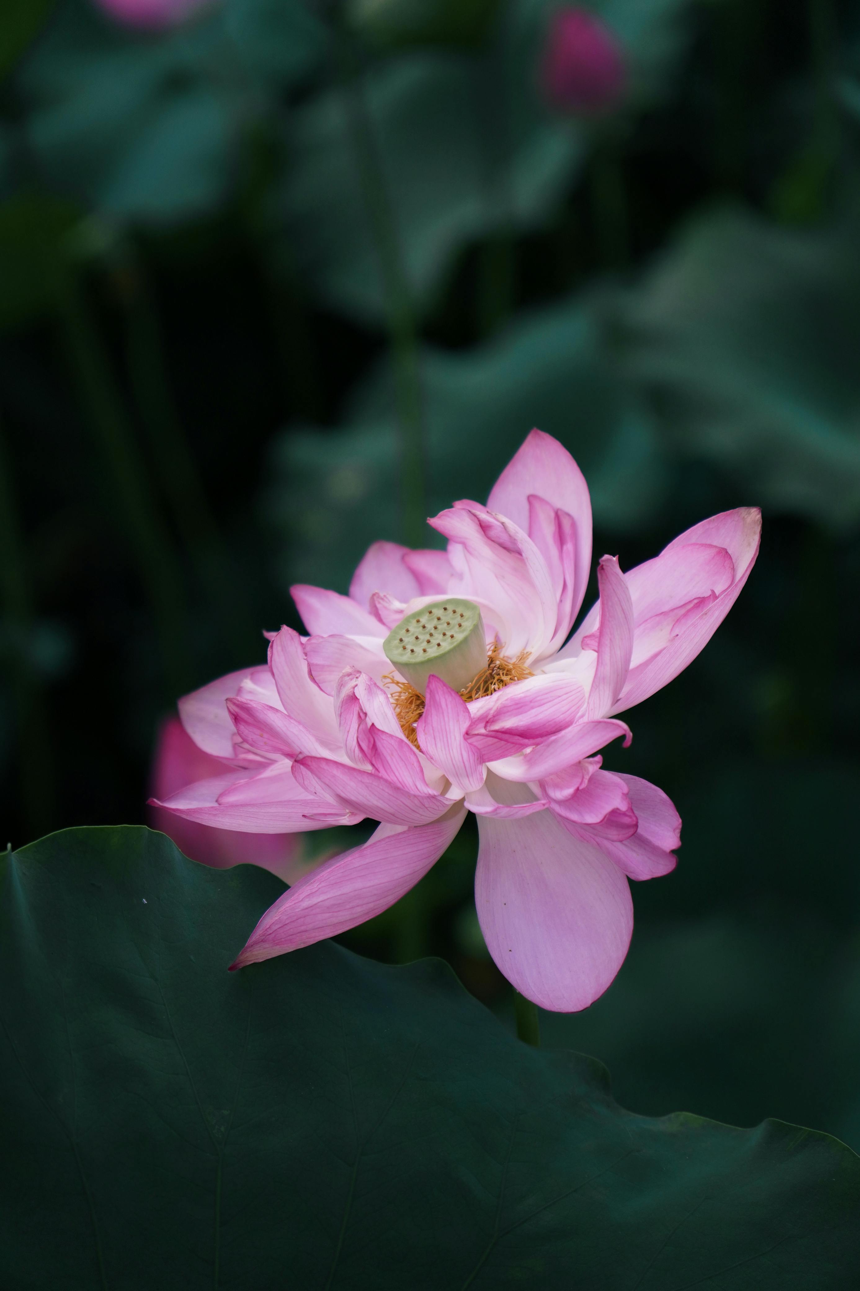 A vibrant pink lotus flower blooming amidst lush green leaves, symbolizing purity and tranquility.